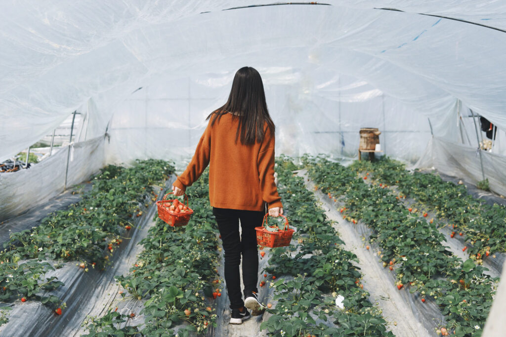 kobieta zbiera truskawki