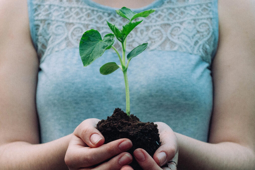 sadzonka w dłoniach