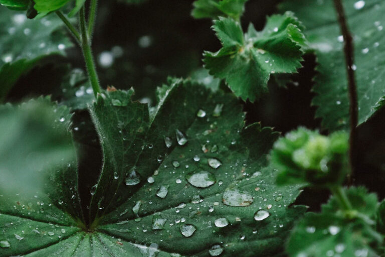 krople na liściach