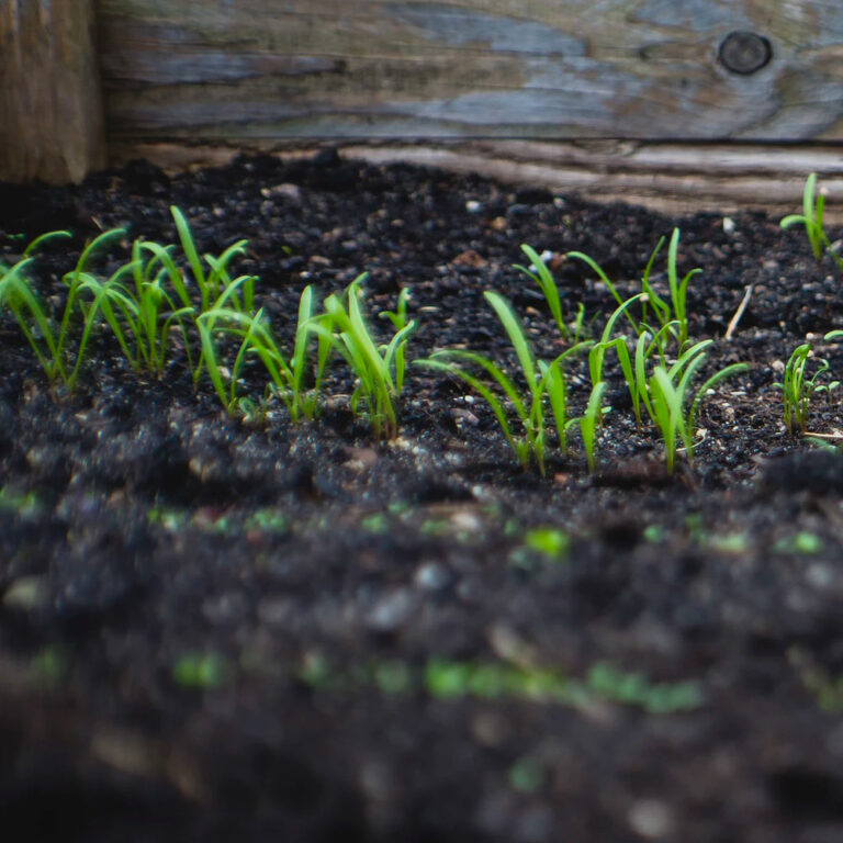 mała trawka rosnąca w ziemi